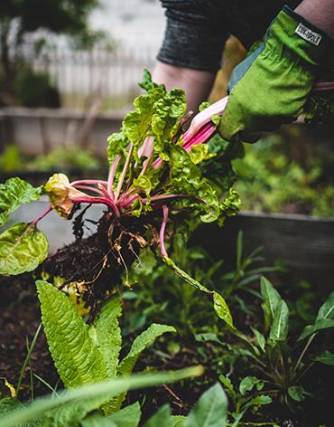Gardening Activities in Club