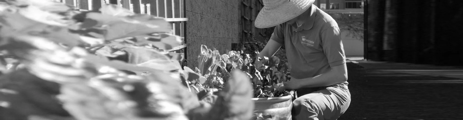 Vintage Gardening Picture 1995-2014